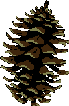 Easy kids craft project - pinecone bird feeders are made of pinecones, peanut butter and birdseed